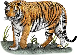 Asian Wildlife Art Drucke: Bengal Tiger