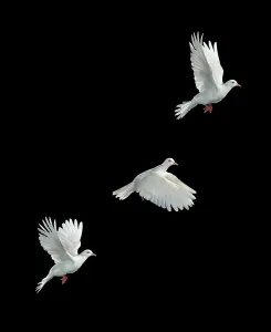 Drucke von Ein Java-Vogel in der Flugphase Friedenstaube Drucke: Weißer Java-Taube in Flug.