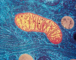 Meistverkaufte Produkte Drucke: Mitochondrium im Mikroskop