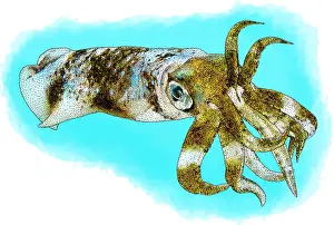Sepioteuthis Lessoniana Drucke: Bigfin reef squid