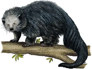Tree Dwelling Animals Drucke: Binturong