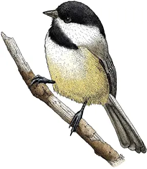 Animal Illustrations Online Drucke: Black Capped Chickadee
