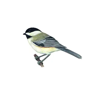 Animal Artwork For Sale Drucke: Black-capped Chickadee