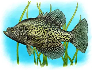 Animal Illustrations Online Drucke: Black Crappie