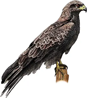 Bird Of Prey Artwork Drucke: Black falcon