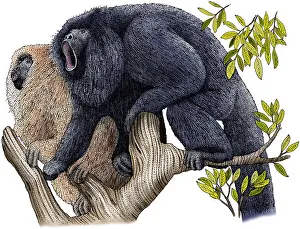 Black Howler Monkey Drucke: Black Howler Monkeys
