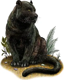 Wildlife Artwork Drucke: Black Panther