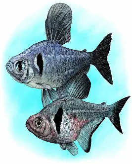 Tropical Fish Drucke: Black phantom tetras
