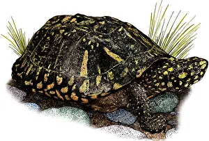 Asian Wildlife Art Drucke: Black Pond Turtle
