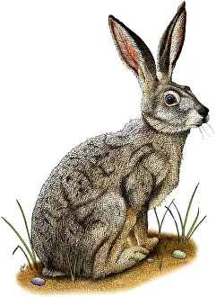 Black Tailed Jackrabbit Drucke: Black-Tailed Jackrabbit