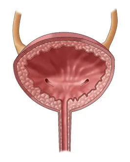 Urinary System Illustration Drucke: Bladder, Illustration
