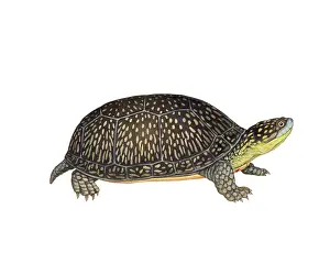 Wildlife Art Drucke: Blanding's Turtle