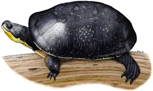 North American Wildlife Art Drucke: Blanding's Turtle