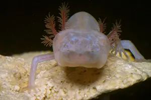 Blind Salmander