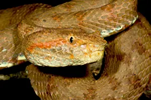 Central American Fauna Drucke: Blotched Palm Pitviper