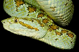 Central American Fauna Drucke: Blotched Palm Pitviper
