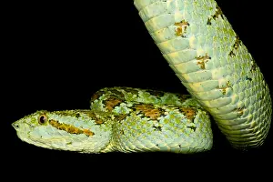 Central American Fauna Drucke: Blotched Palm Pitviper