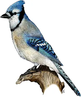 Gerahmter Druck : Blauer Geier Gerahmter Druck : Blauer Geier