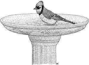 Black And White Bird Art Drucke: Blue Jay Birdbath