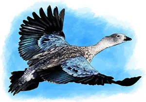 Wildlife Illustration Drucke: Blue Winged Goose