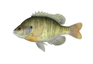 Freshwater Fish Pictures Drucke: Bluegill
