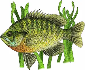 Freshwater Fish Illustration Drucke: Bluegill