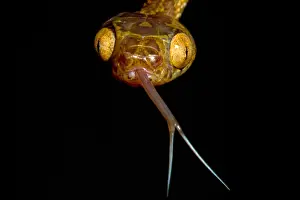Venomous Reptiles Drucke: Blunthead Tree Snake