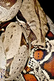 Peruvian Wildlife Drucke: Boa Constrictor