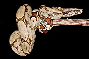 Peruvian Wildlife Drucke: Boa Constrictor