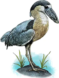 Ardeidae Family Birds Drucke: Boat billed heron