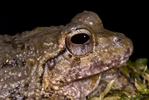Tropical Forest Ecosystems Drucke: Bob's Robber Frog