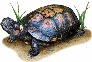 Critically Endangered Animals Drucke: Bog Turtle