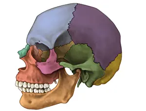 Skull Anatomy Drucke: Bones of the Skull (Lateral)