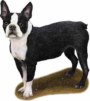 Canis Lupus Familiaris Images Drucke: Boston Terrier