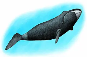 Marine Life Illustrations Drucke: Bowhead whale