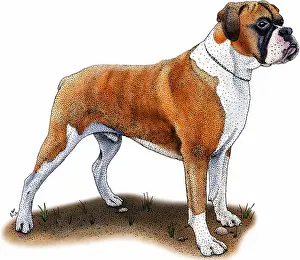 Domesticated Animals Drucke: Boxer Dog