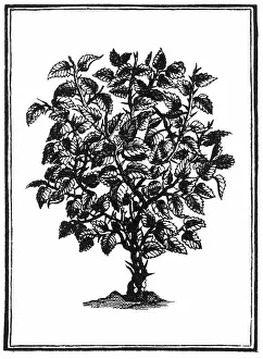 Historical Medical Treatment Drucke: BQ2310