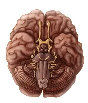 Cerebrum Structure Drucke: Brain and Cranial Nerves