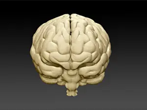 Human Brain Anatomy Drucke: Brain, Frontal View, Illustration