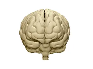 Brain Anatomy Illustration Drucke: Brain, Frontal View, Illustration