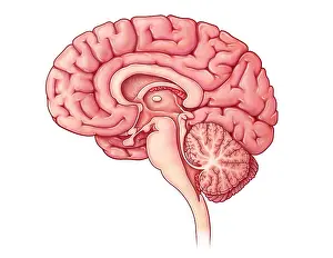 Brain Anatomy Illustration Drucke: Brain Sagittal Section, Illustration