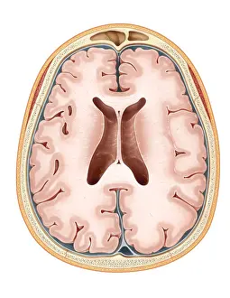 Cerebral Cortex Illustration Drucke: Brain, Transverse Section
