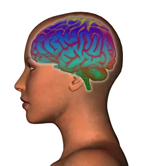 Woman In Contemplation Drucke: Brain and Woman's Head