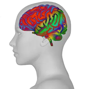 Human Nervous System Drucke: Brain and Woman's Head