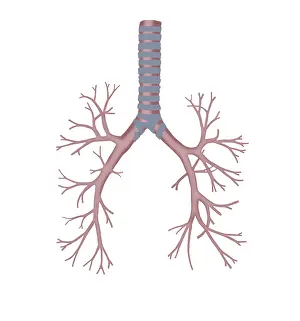 Human Respiratory System Drucke: Bronchus