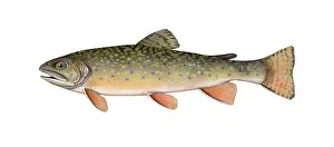 Marine Fish Species Drucke: Brook Trout