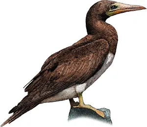 Sulidae Family Birds Drucke: Brown booby