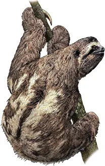 South American Wildlife Art Drucke: Brown Throated Sloth