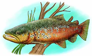 Ray Finned Fishes Drucke: Brown trout