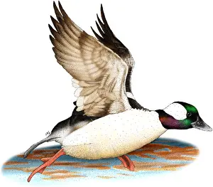 Gerahmter Druck : Bufflehead-Drake Gerahmter Druck : Bufflehead-Drake